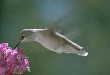 Hummingbird