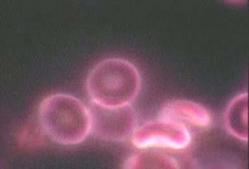 Blood Cells